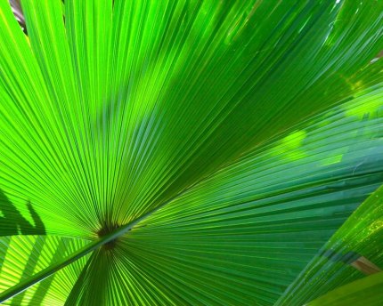 Is the fan palm a friend or foe of the environment? 